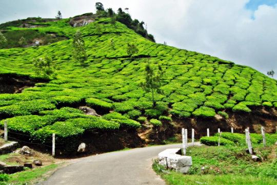 1467871407_1munnar 2.jpg